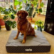 v9 Pet Bed