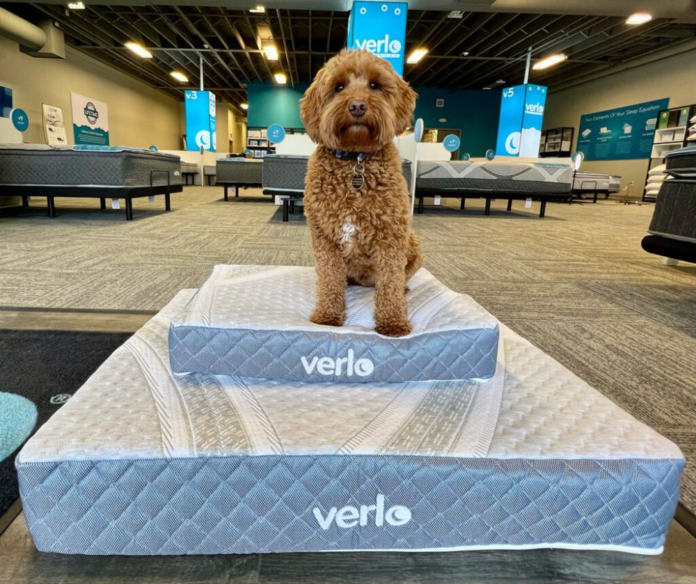 v5 Pet Bed v5 Pet Bed