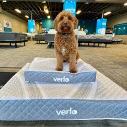 v5 Pet Bed