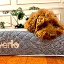 v5 Pet Bed