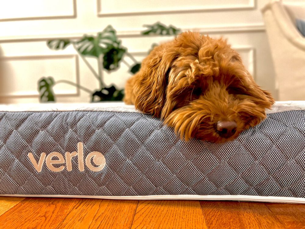 v5 Pet Bed v5 Pet Bed