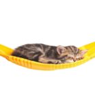 Snoozing-while-sunbathing-pg-26